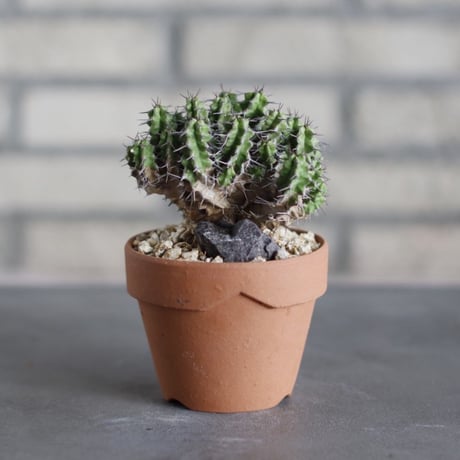Euphorbia mitriformis / Somalia / T.W. × YAMABACHI (3号) no.524/29