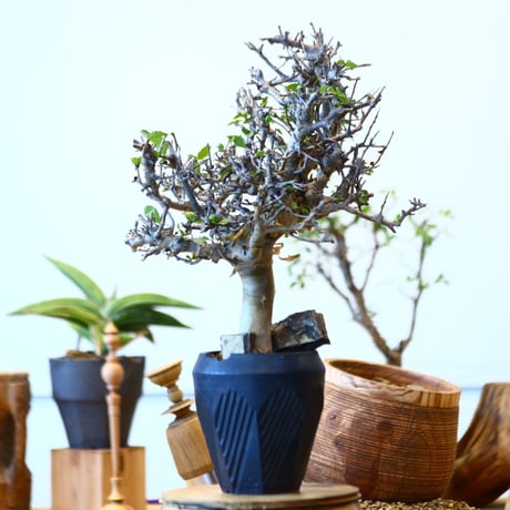 Commiphora wightii ×  N/OH   no.92437