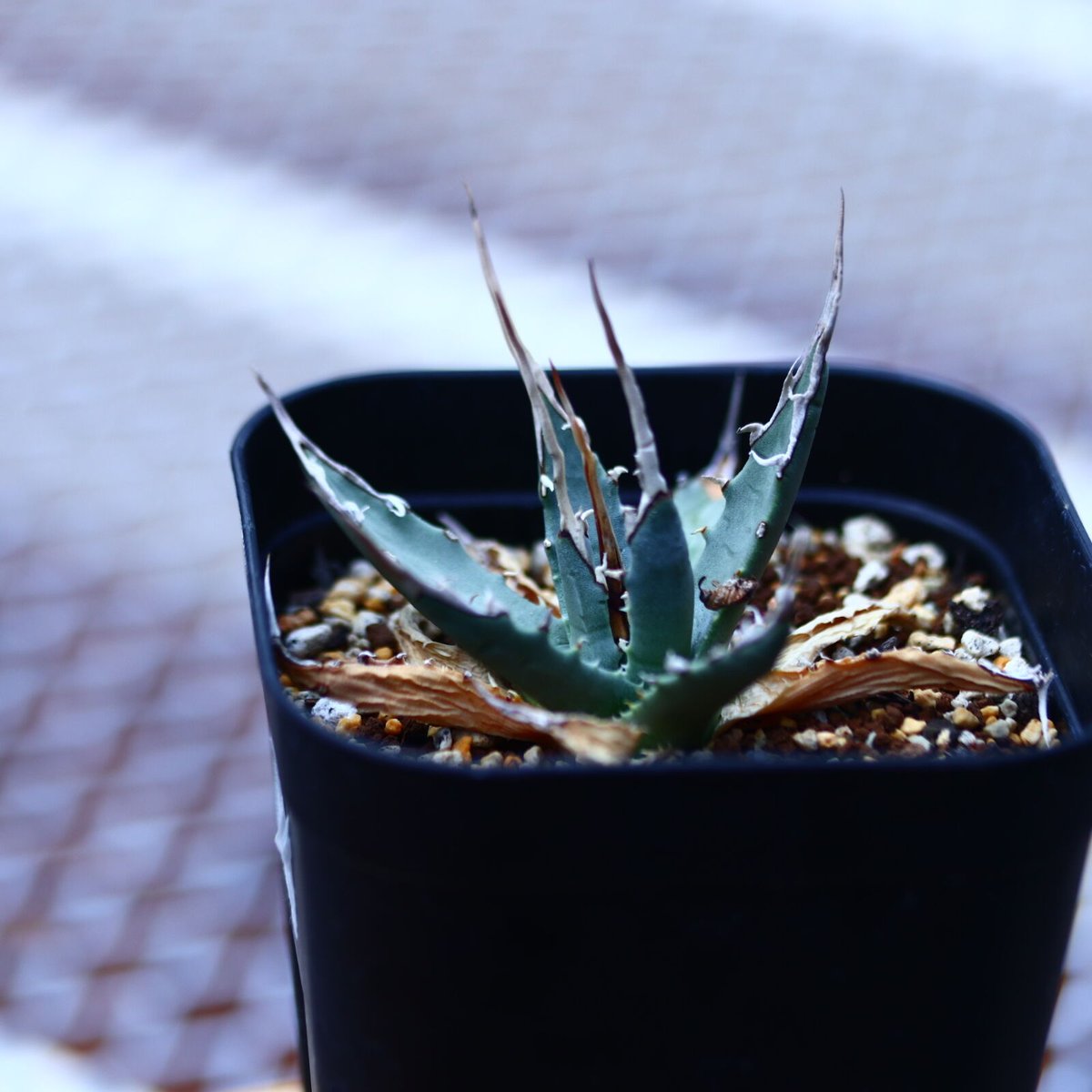 アガベ ユタエンシス エボリスピナ Agave uthaensis var. ebo...