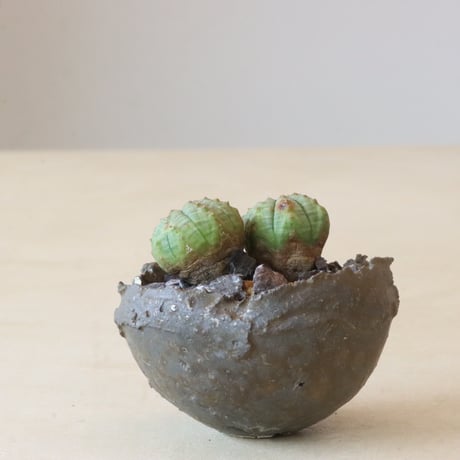 Euphorbia 仔吹きオベサ × takero pot (2.5号鉢)  no.426-2