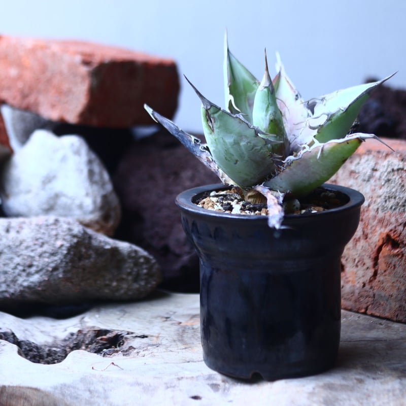 アガベ チタノタ ホワイトクローン no.42672 | 芽の巣山