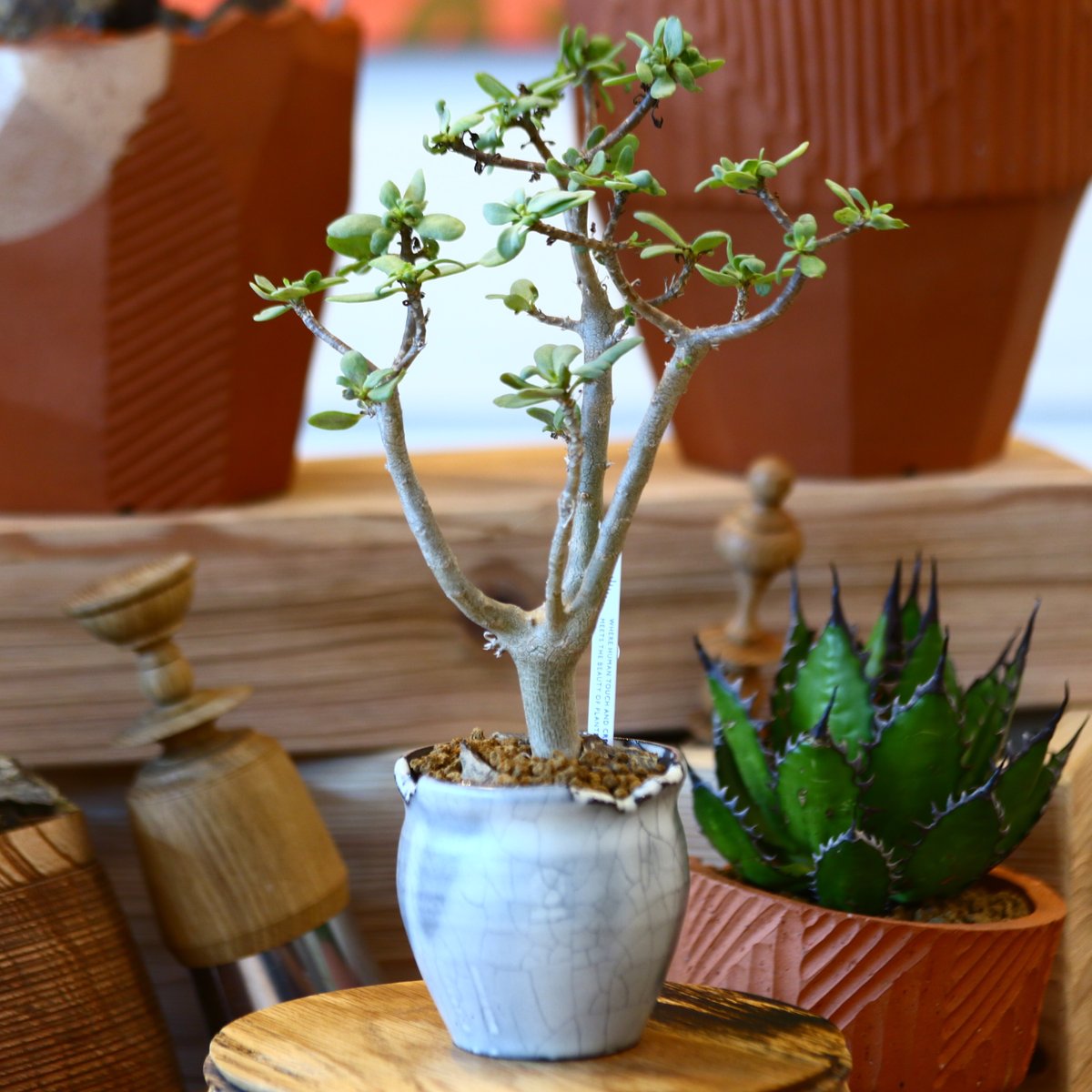 N/OH × Othonna arbuscula no.111923 | 芽の巣山