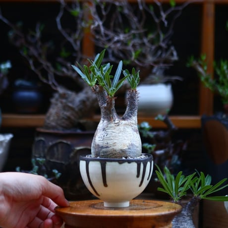 パキポディウム  グラキリス／Pachypodium  gracilius       no.92643