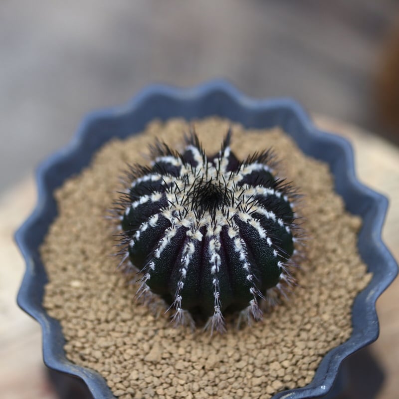 ユーベルマニア プセウドペクチニフェラ / Uebelmannia pectinifera v