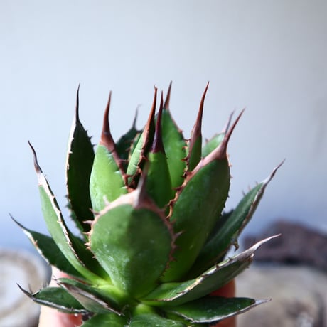 アガベ ホリダ   Agave horrida    no.111016