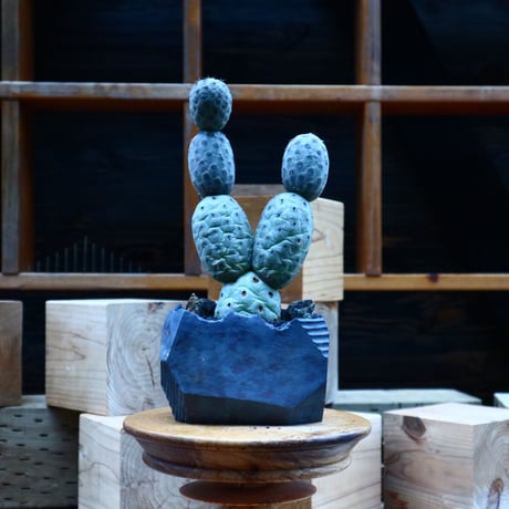 テフロカクタス  ゲオメトリクス／Tephrocactus geometricus   no.81543