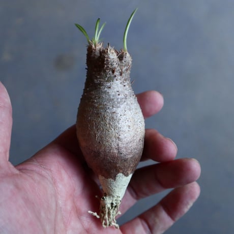 パキポディウム グラキリス   Pachypodium rosulatum var. gracilius no.110314