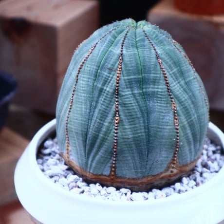 ユーフォルビア  オベサ ／Euphorbia obesa      no.71814
