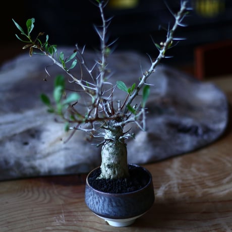 フォークイエリア  コルムナリス  観峰玉 Fouquieria columnari   no.70510