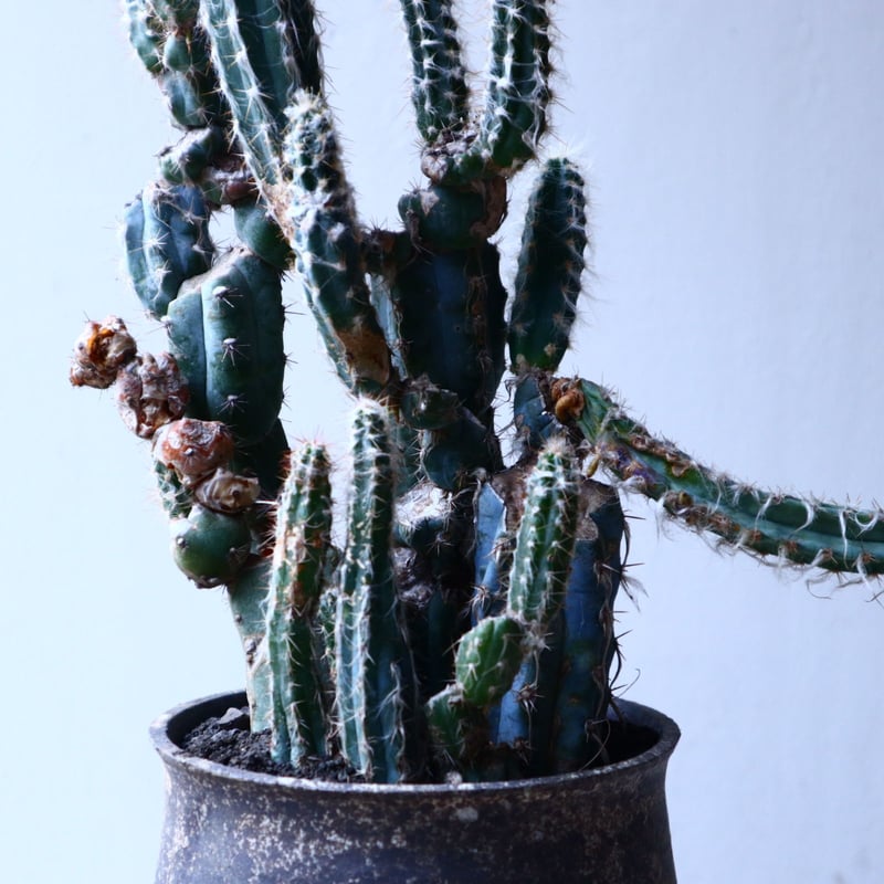 グラウセンス ピロソケレウス グラウケスケンス Pilosocereus gl