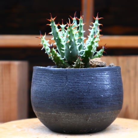 アロエ エリナケア／Aloe melanacantha ssp. var. erinacea  no.61912