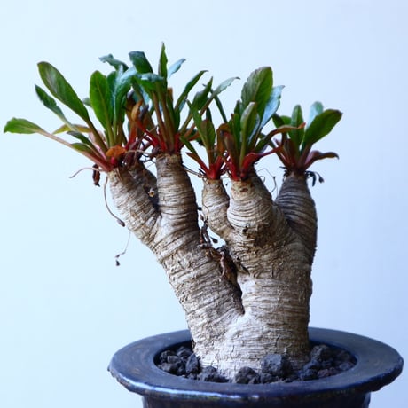 ユーフォルビア sp. フィッシュボーン   Euphorbia sp. nov. fishborn no.52614
