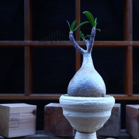 パキポディウム  グラキリス／Pachypodium  gracilius       no.62046