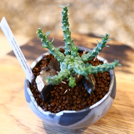 Euphorbia gorgonis × N/OH   no.11403