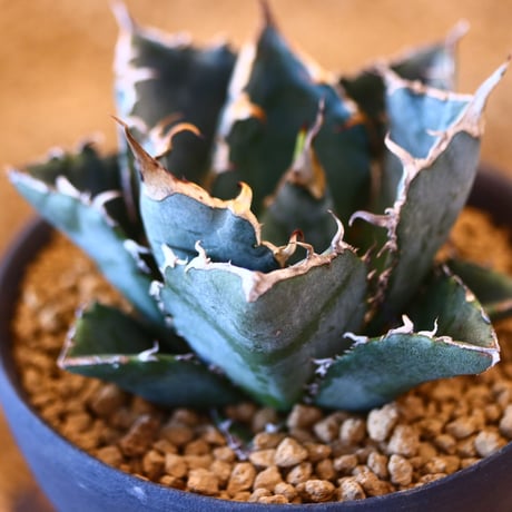 【9/9入荷未発根未活着ベアルート植込み】Agave titanota White Whale   no.101512