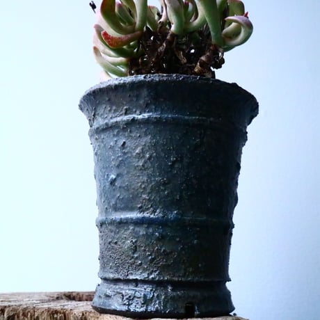 ロンボフィルム 扶刀乱麻  白班Rhombopyllum nelii f  variegata. No.022
