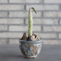 Kleinia sp.nova 'Tanzania × P&A(3号)  no.621/40