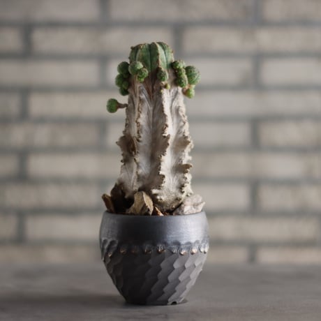 Euphorbia  symmetrica × N/OH(3.5号)  no.823-8