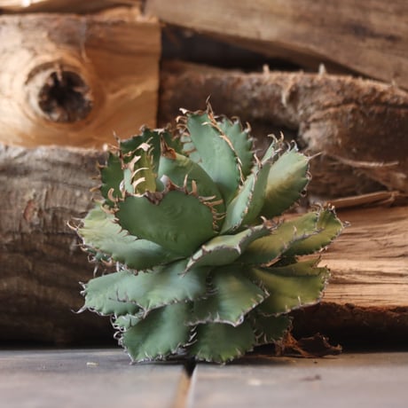 U.S. filigree (Agave titanota filigree)/ Style of Chika　no.1203-3