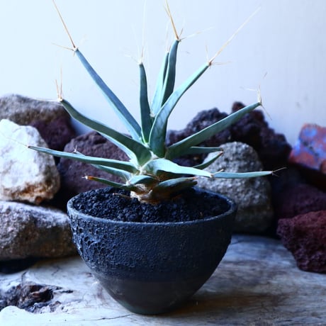 レウクテンベルギア  晃山    Leuchtenbergia principis  no.32225