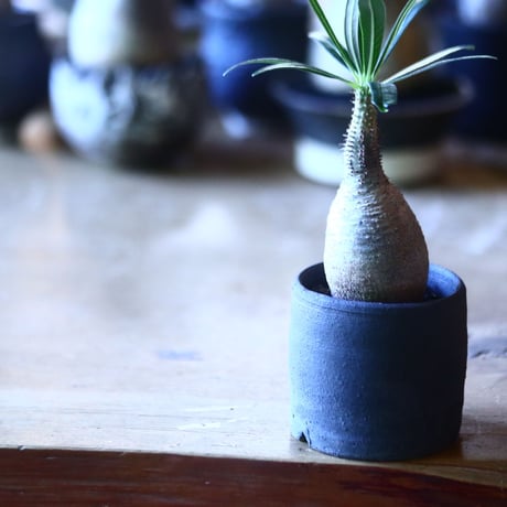 パキポディウム グラキリス   Pachypodium rosulatum var. gracilius no.705-3