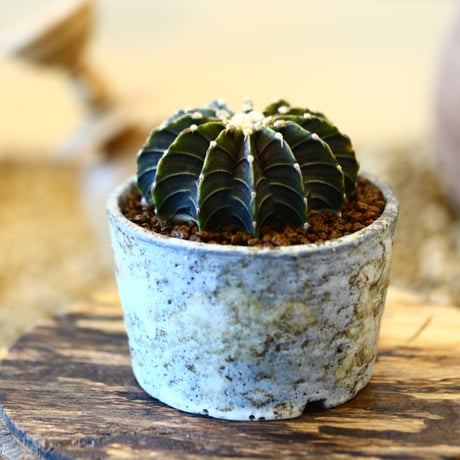 たけろうポット × Gymnocalycium friedrichii LB2178   no.41430