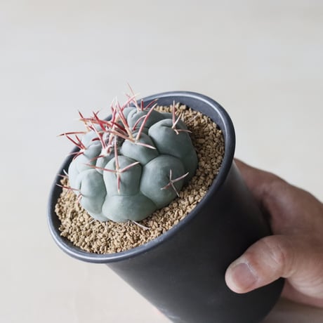 Thelocactus 'Tsurumusha' / 鶴武者 (3.5号鉢)  no.913/19