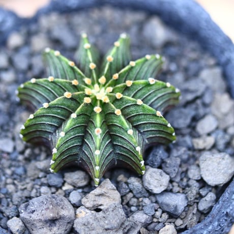 ギムノカリキウム   フィードリッフィーLB2178／Gymnocalycium friedrichii    no.40379