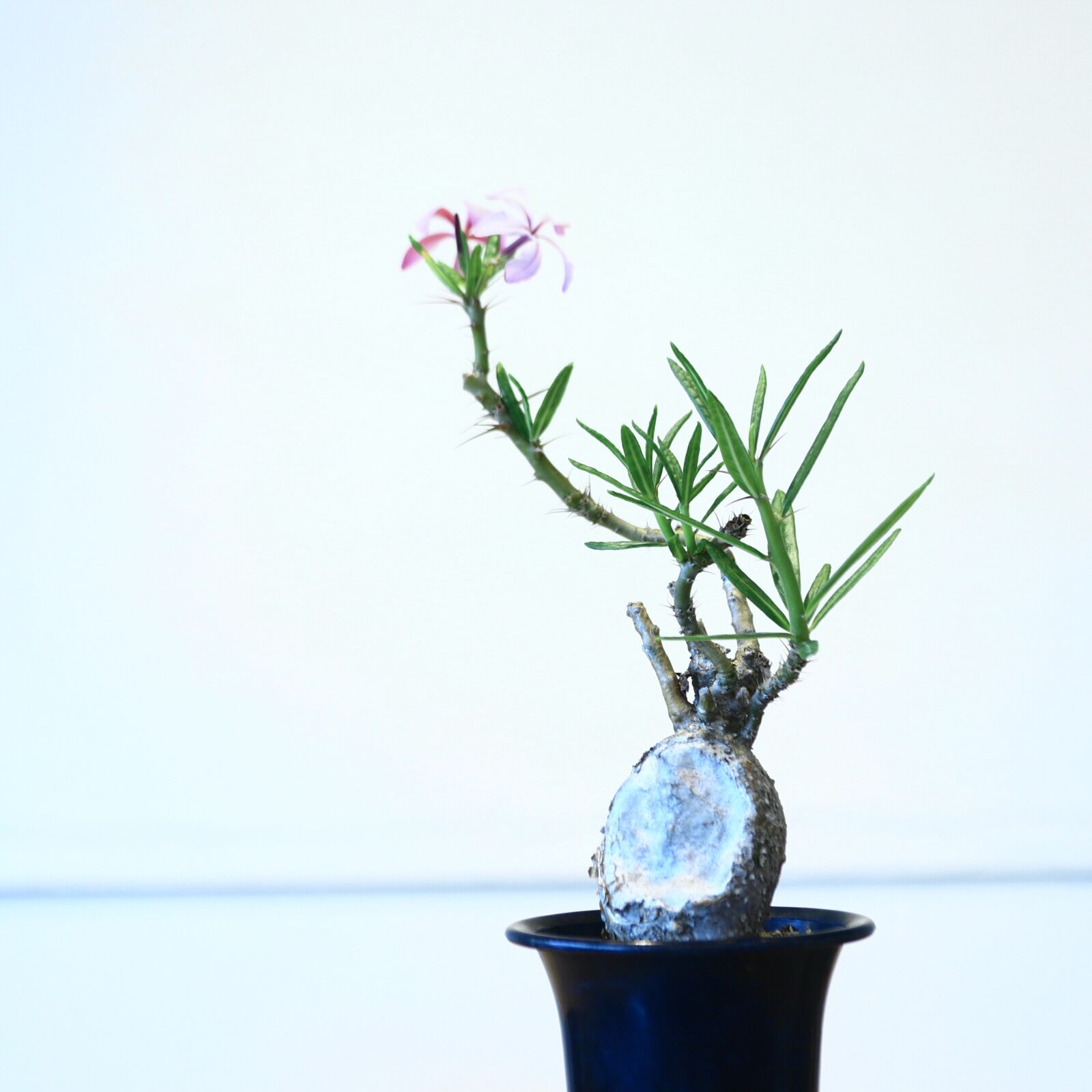 パキポディウム サキュレンタム / Pachypodium Succulentum no.