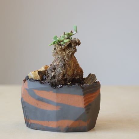Portulacaria pygmaea × N/OH  no.207-2