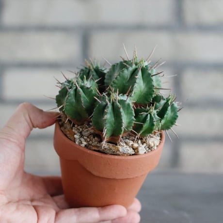 Euphorbia meloformis (メロフォルミス) / T.W. × YAMABACHI (3号) no.329/10