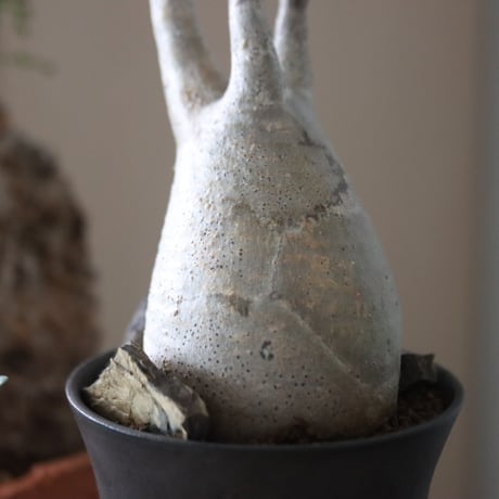 Pachypodium gracilius × Kazuhiro Arima    no.51224