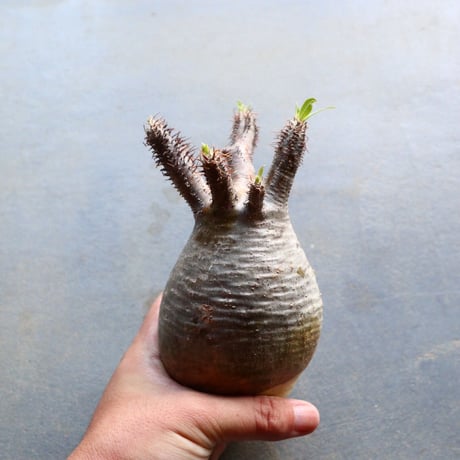 パキポディウム グラキリス 抜苗  Pachypodium rosulatum var. gracilius no.92936