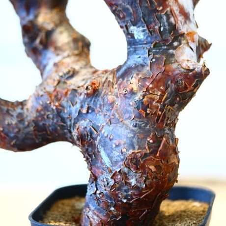コミフォラ モンストローサ / Commiphora monstrosa   no.51413
