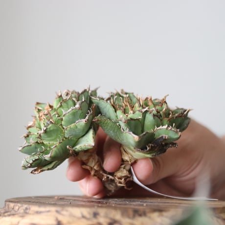 Agave titanota filigree Devil/ Style of Chika　no.42139