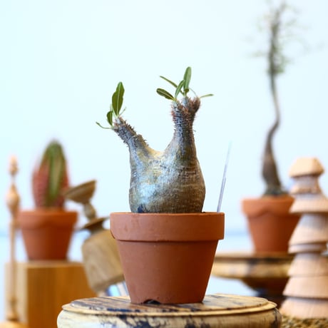 YAMABACHI × Pachypodium  gracilius   no.91013