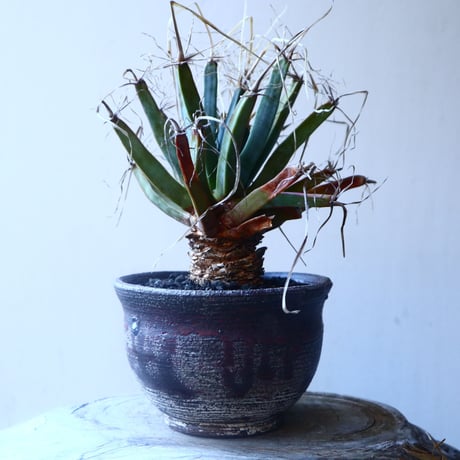 レウクテンベルギア  晃山    Leuchtenbergia principis  no.20207
