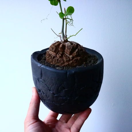 ディオスコレア   亀甲竜    Dioscorea elephantipe  No.014