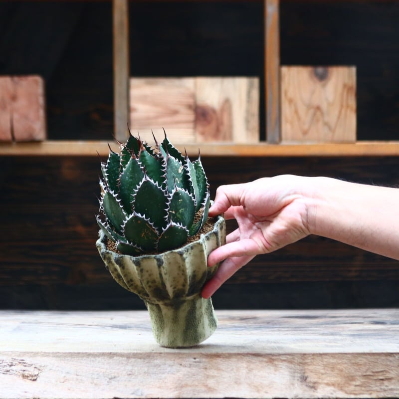 アガベ　スタッズ　ホリダ アガベ ホリダ／Agave horrida no.10339 | 芽の巣山