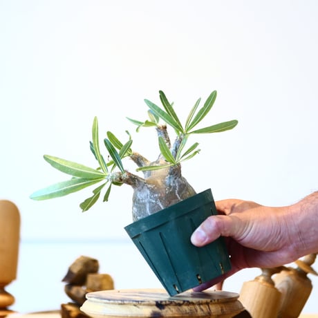 パキポディウム  グラキリス / Pachypodium  gracilius   no.52810