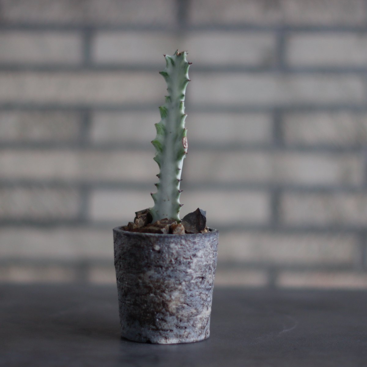 Euphorbia lactea 'White Ghost' × takero pot (2. Euphorbia lactea 'White Ghost' × takero pot (2.