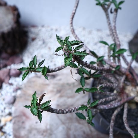 ユーフォルビア デカリー   Euphorbia decaryi   no.112408