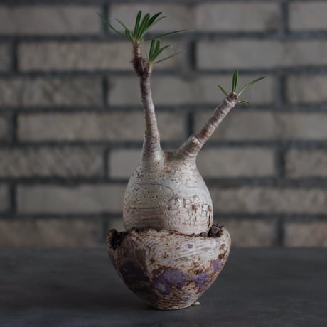 Pachypodium gracilius × takero pot (3.5号)  no.817-5