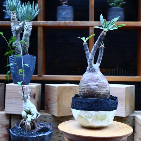 パキポディウム  グラキリス／Pachypodium  gracilius       no.70426