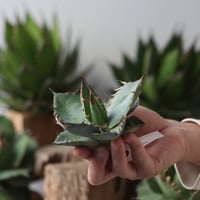 U.S. personal collection Blue (Agave titanota blue) / Style of Chika　no.1206-46