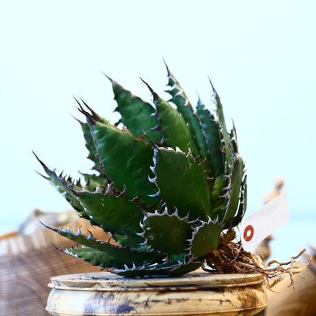 Agave horrida    no.121/14
