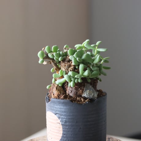 Ceraria pygmaea × N/OH   no.905-17