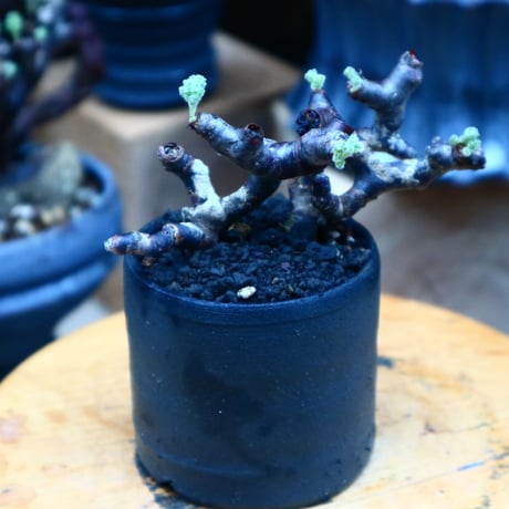 ペラルゴニム  ミラビレ ／Pelargonium mirabile  　no.90506