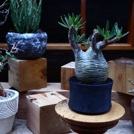 パキポディウム  グラキリス／Pachypodium  gracilius       no.52325