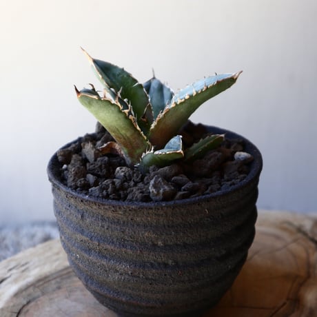 アガベ   シエラ   Agave titanota Sierra    no.40711
